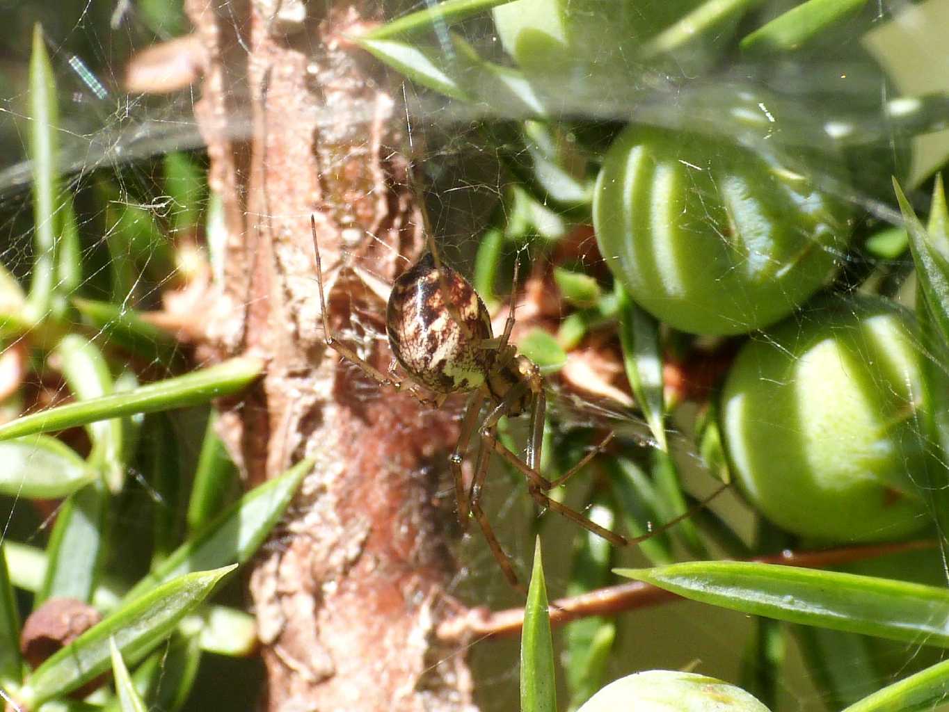 Linyphia triangularis - Villetta Barrea (AQ)